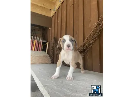 a american bully dog sitting on a mat